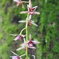 <i>Cymbidium aloifolium</i>  (L.) Sw.